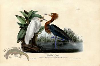 Redish Egret